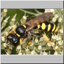 Crabro cribrarius - Grabwespe w06 14mm.jpg